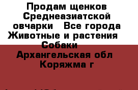 Продам щенков Среднеазиатской овчарки - Все города Животные и растения » Собаки   . Архангельская обл.,Коряжма г.